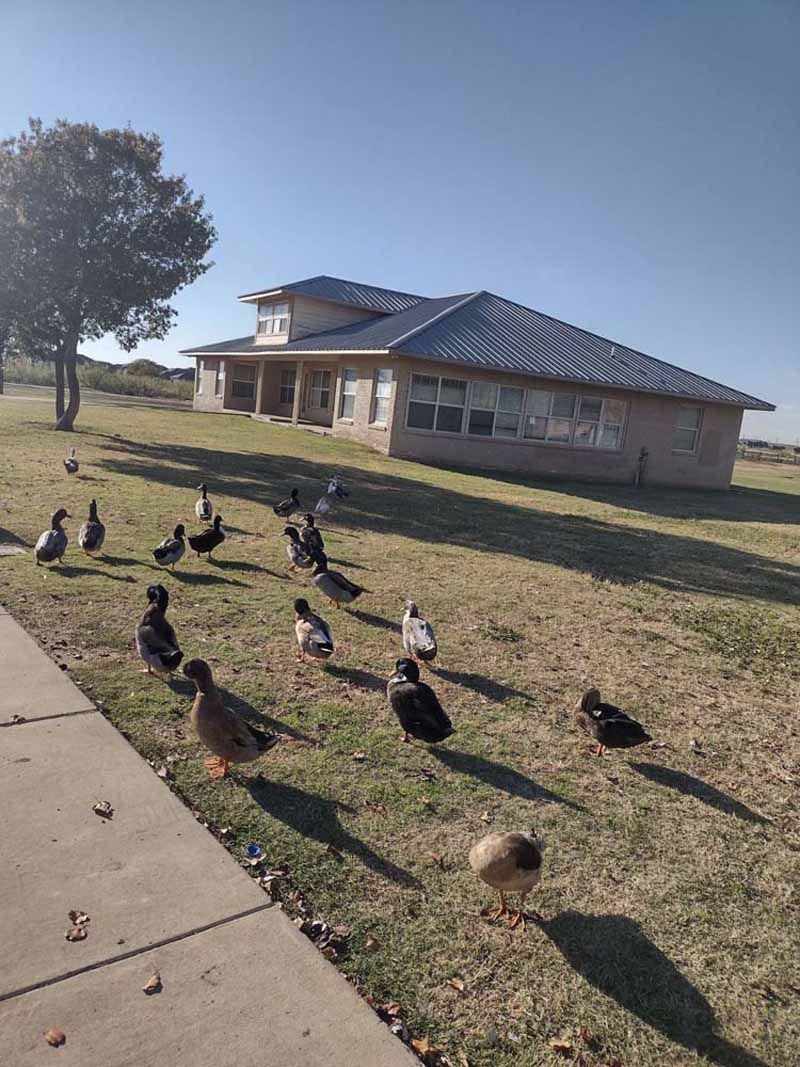 Ducks gathered on a grassy lawn in front of a building under a blue sky.