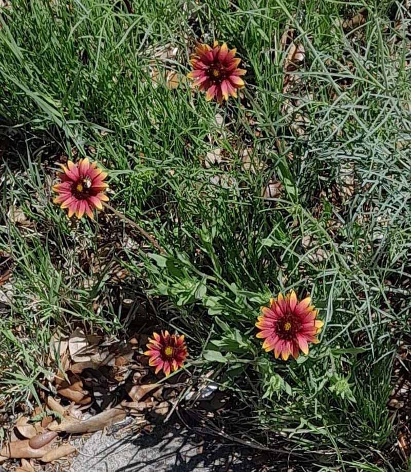 Four reddish-orange and yellow wildflowers bloom in a patch of green grass and weeds.
