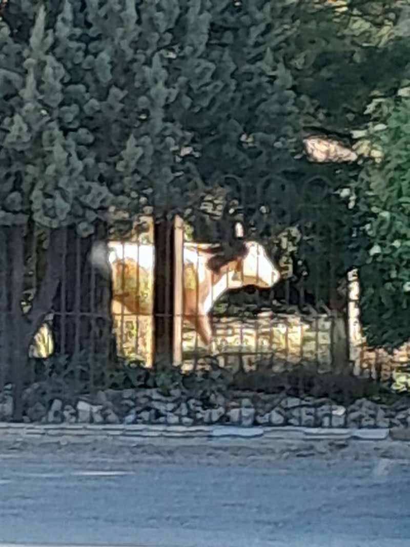 A cow statue behind a metal fence, partially obscured by trees and bushes.