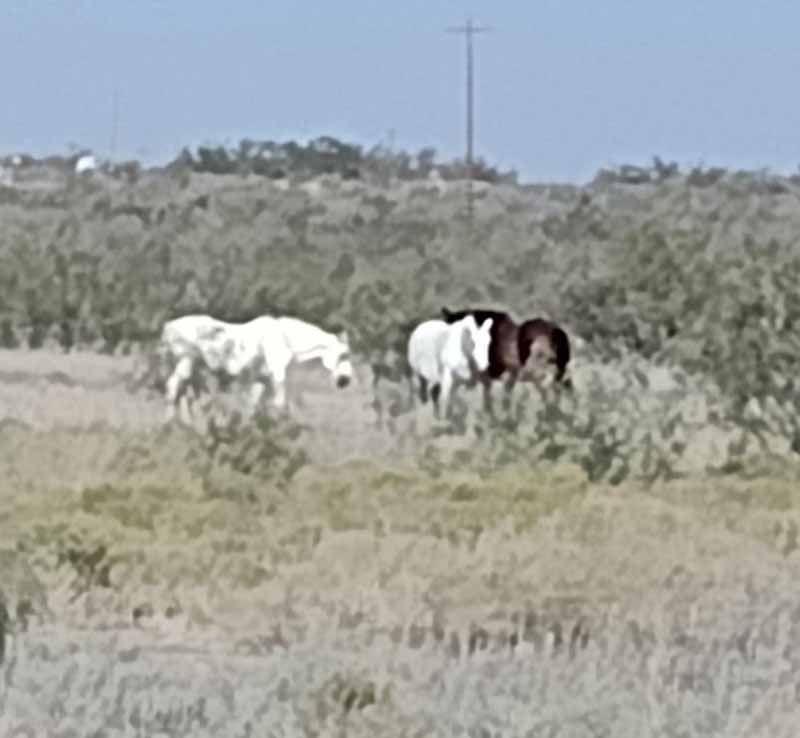 Horses grazing in a field, one white and three with dark and white markings, with a power pole in the background.