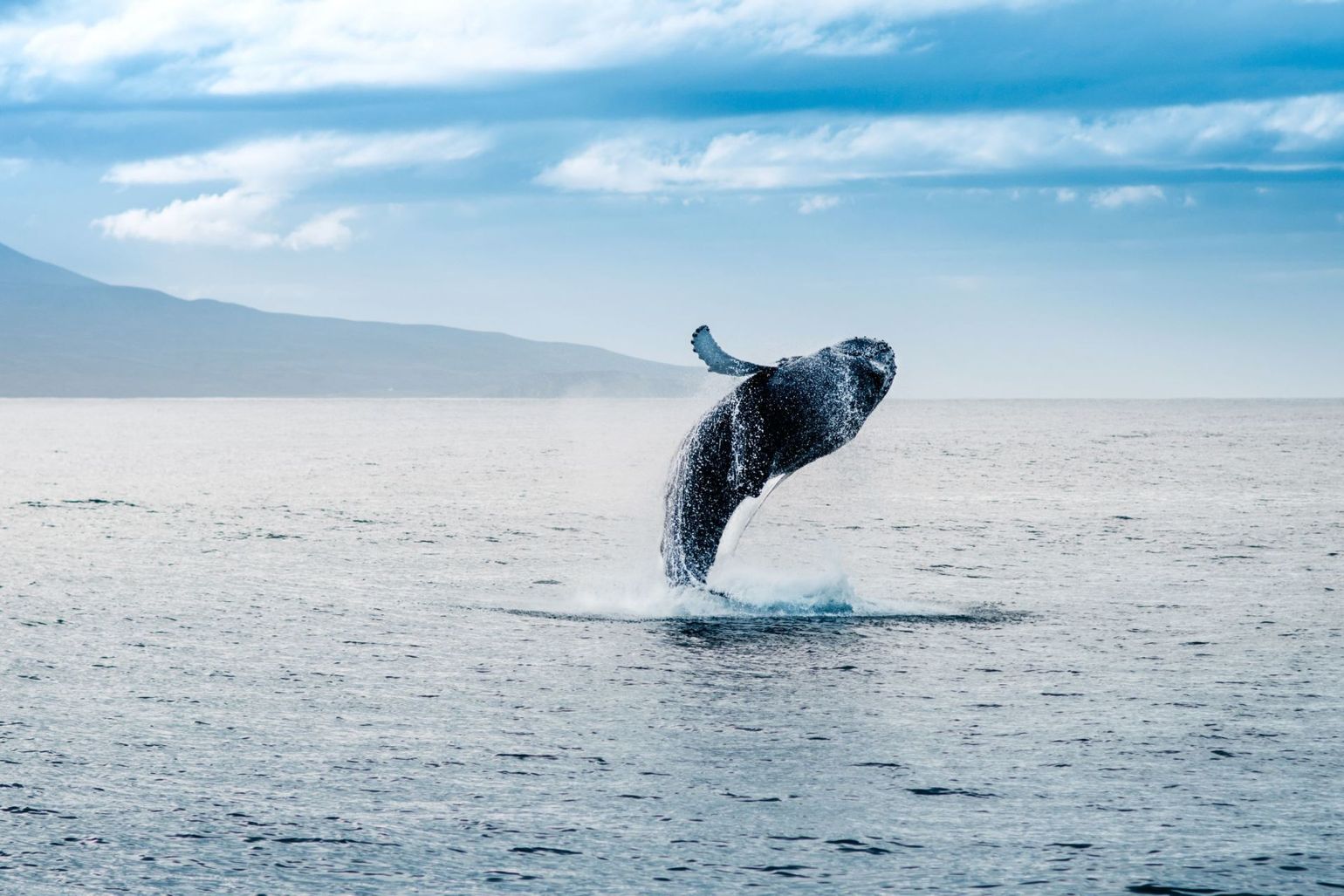 Ocean Whale Watching