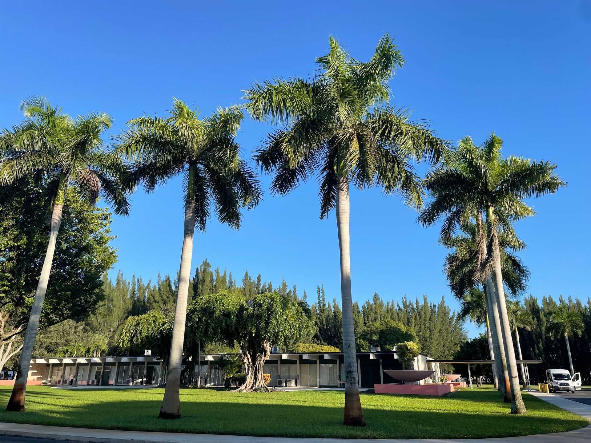 A metal fence surrounds a swimming pool with a palm tree in the foreground.