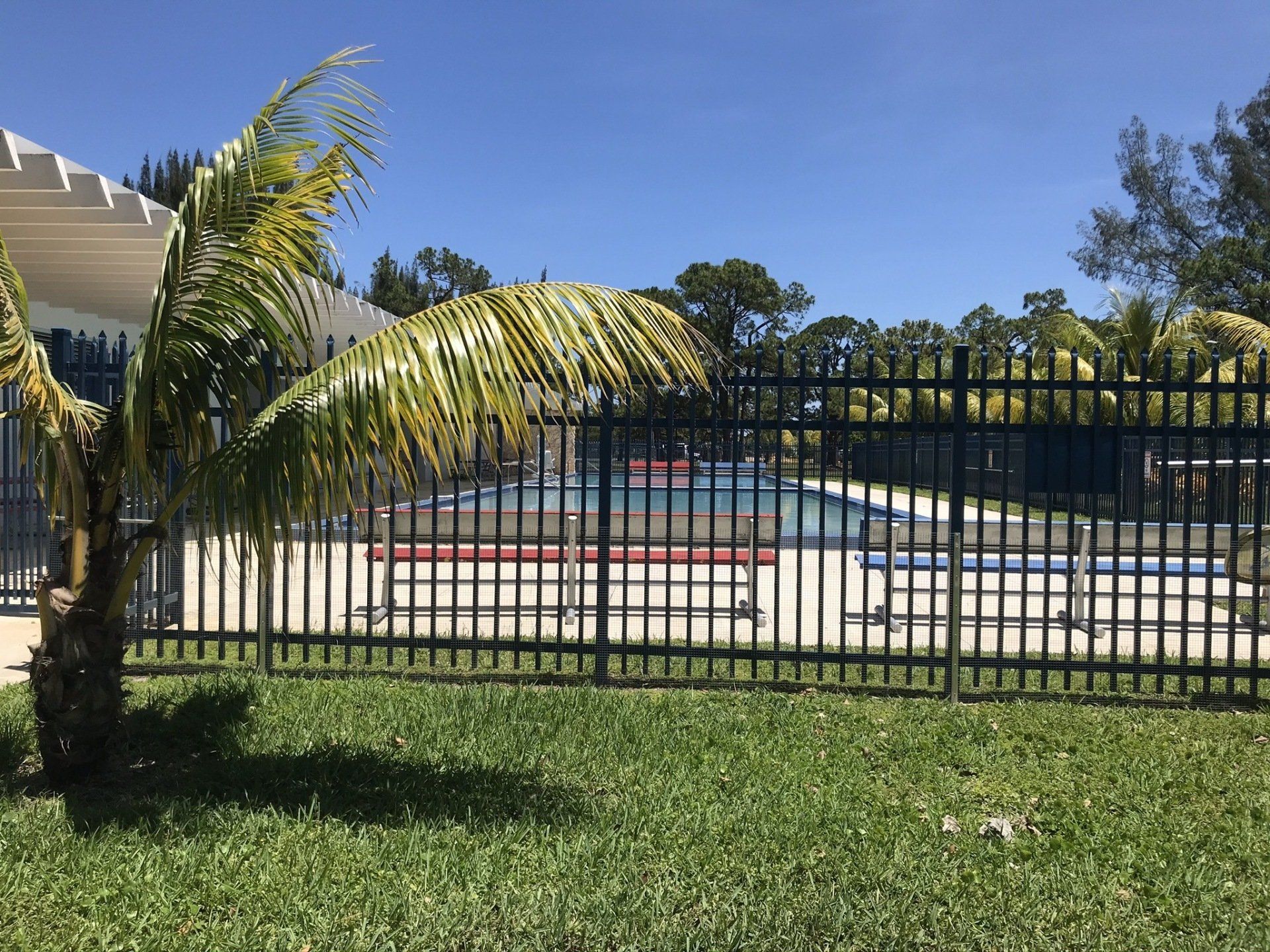 A metal fence surrounds a swimming pool with a palm tree in the foreground.