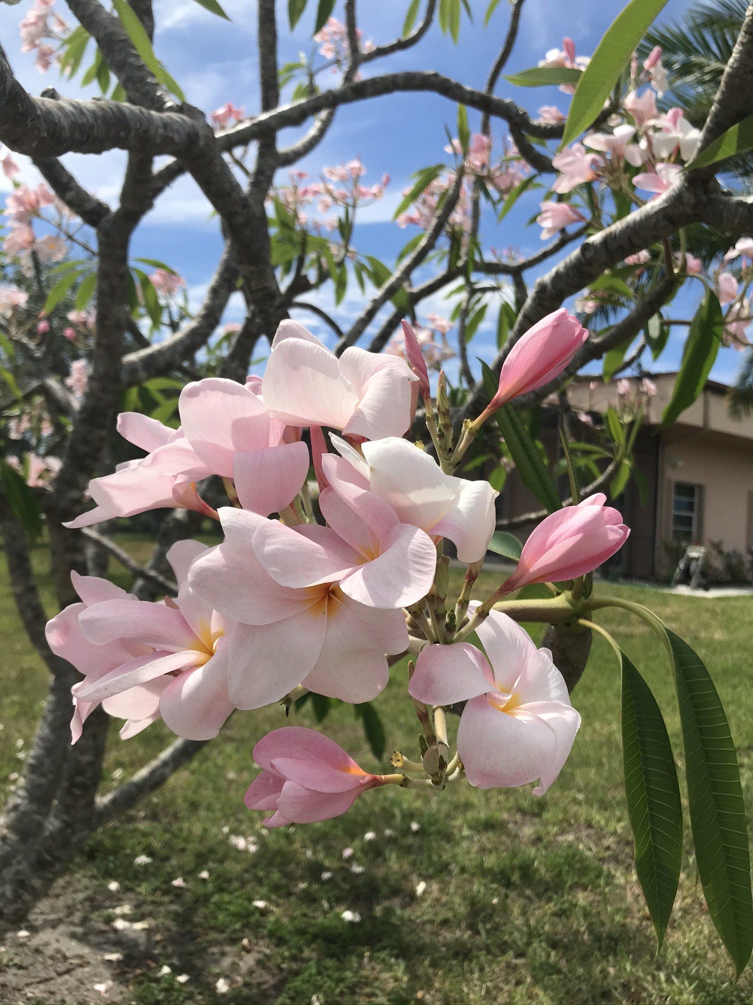 A bunch of pink flowers are growing on a tree branch.