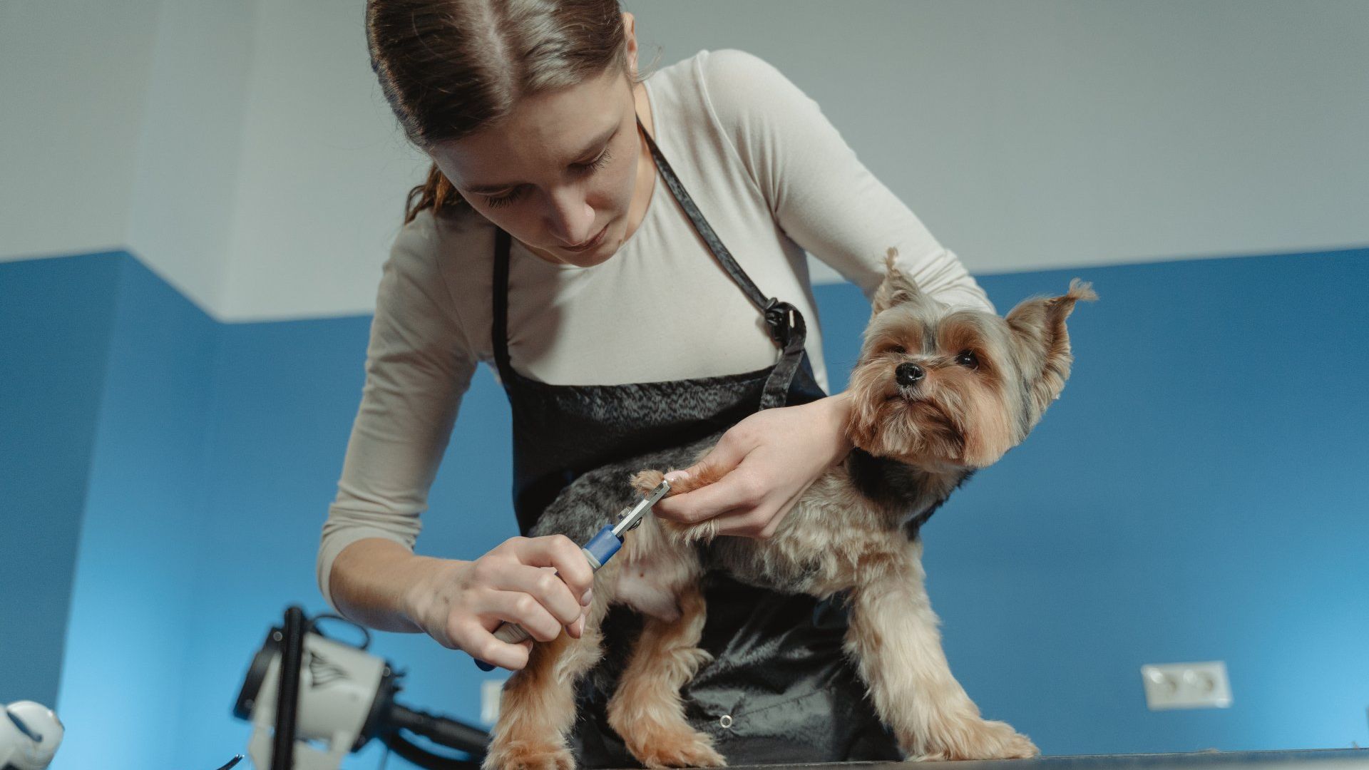 Pet groomer cutting dog hair