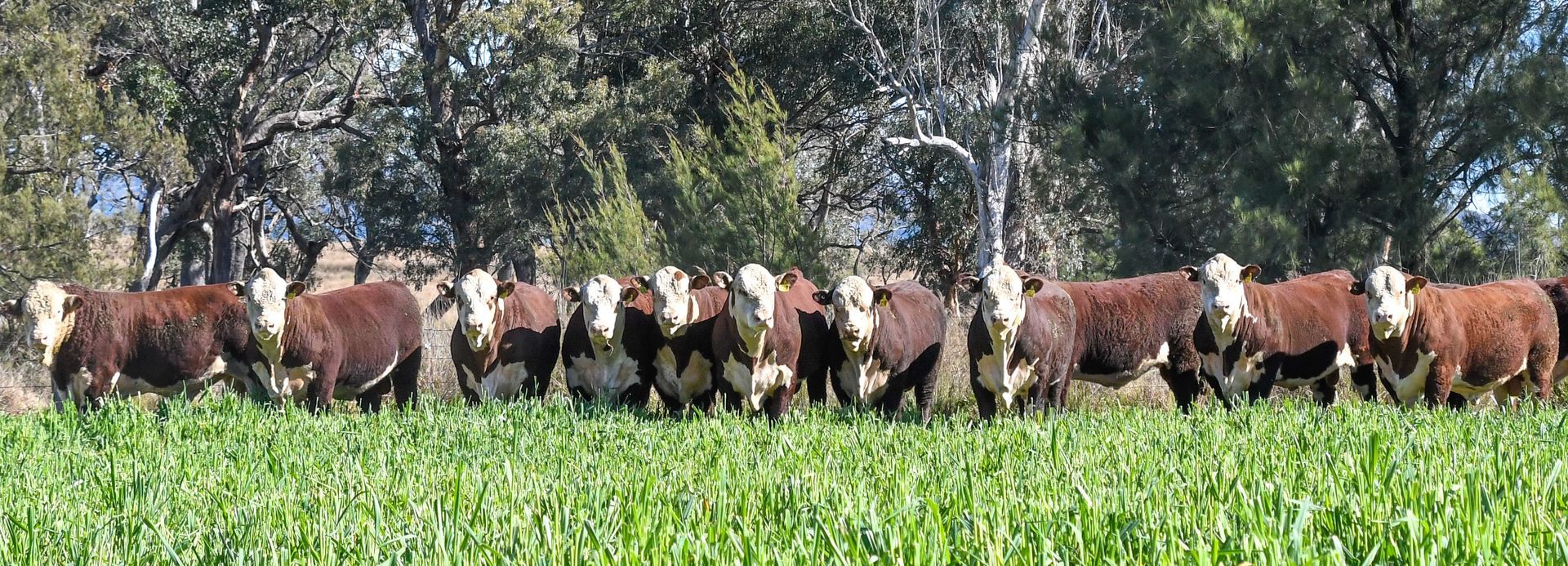 drinking cows