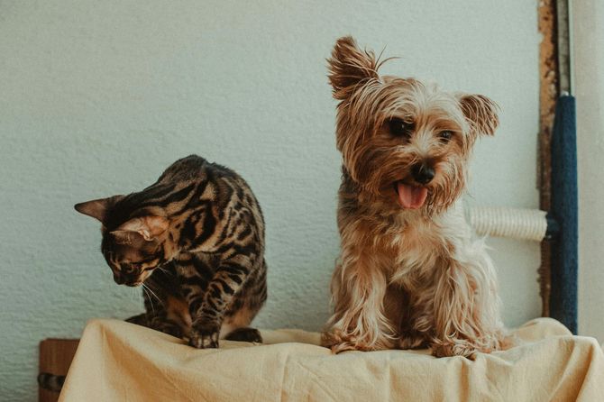 A spotted cat looks down while a scruffy, light-brown dog with its tongue out sits next to it on a cloth-covered surface.
