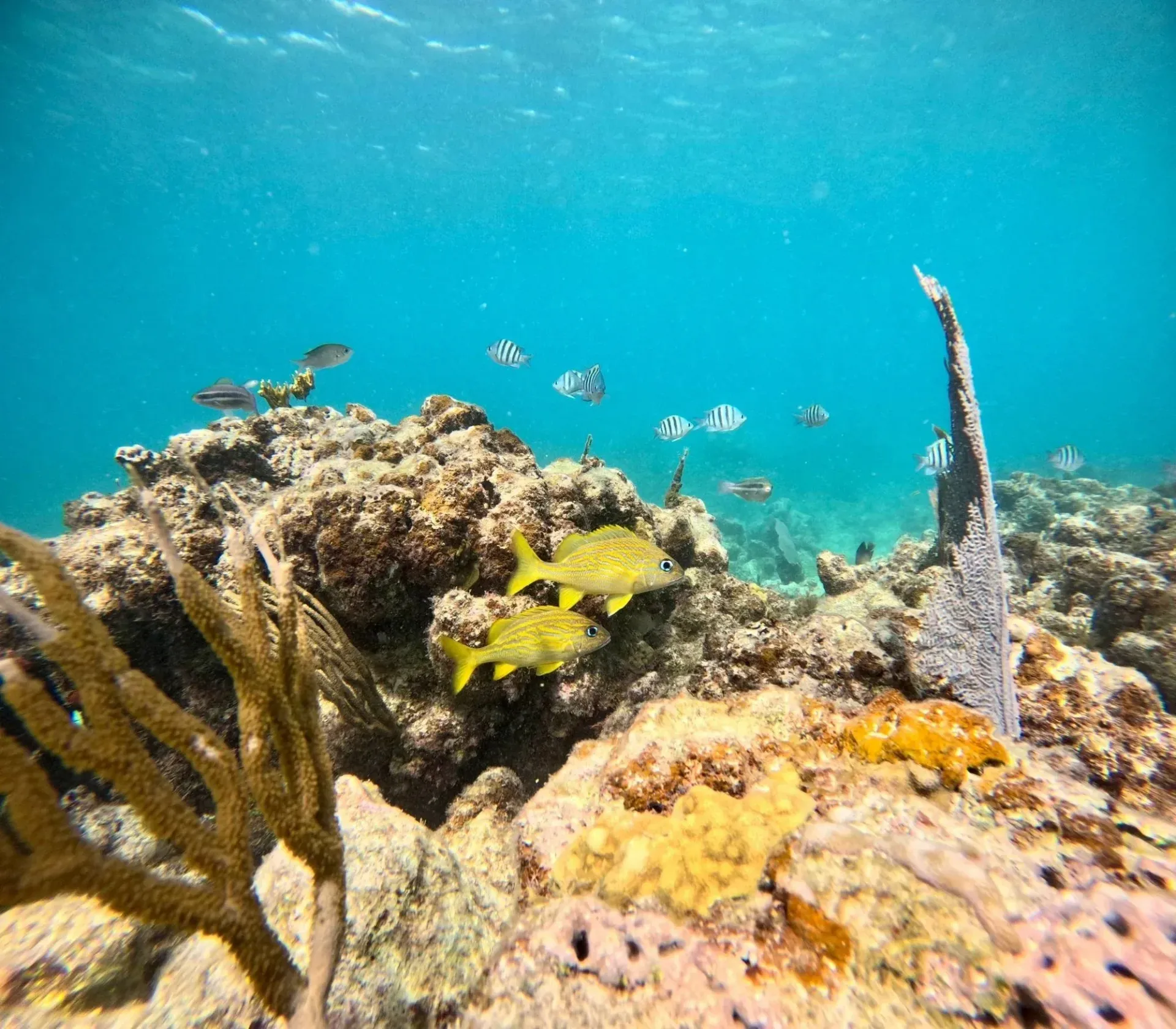 Coral reef with small fish under clear blue water, including yellow and orange coral formations