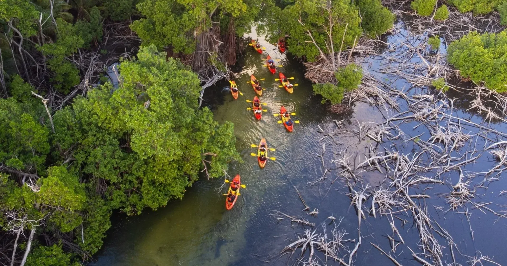 Kayakers in bright orange and yellow paddle through a narrow mangrove waterway