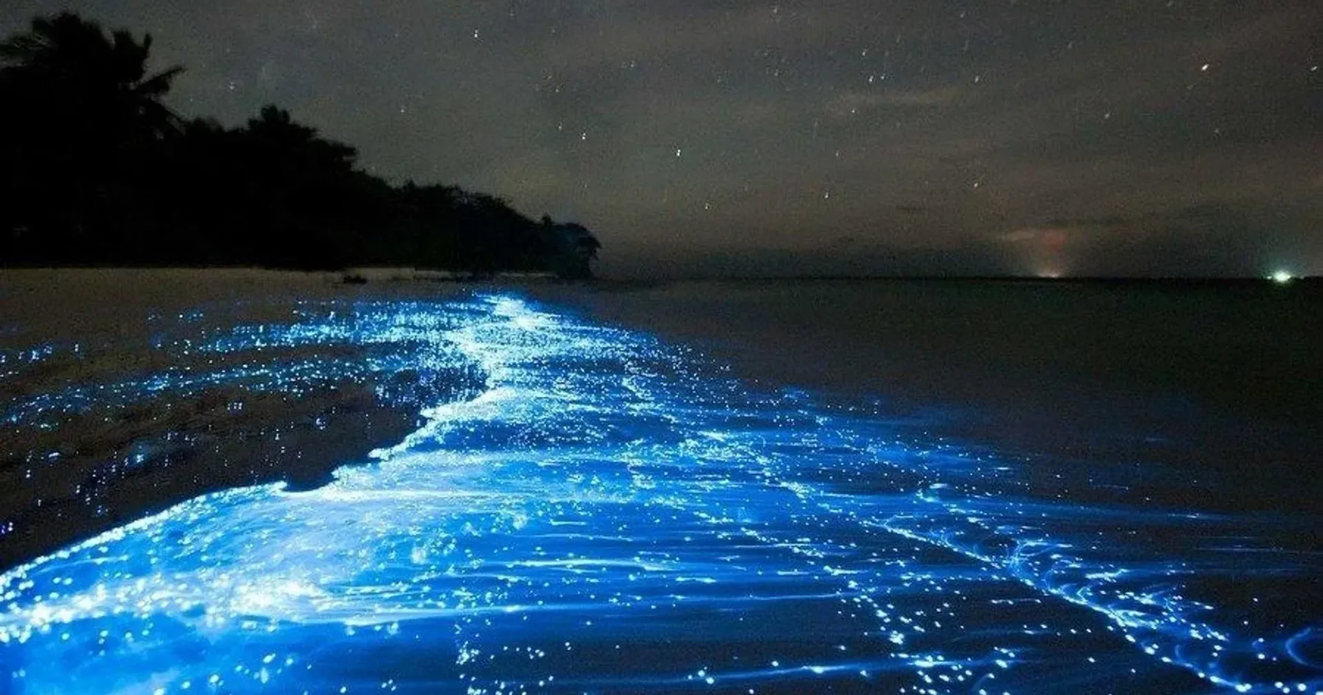 Bioluminescent blue waves glowing along a dark shoreline at night