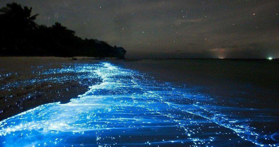 Blue bioluminescent waves glowing along a dark beach at night