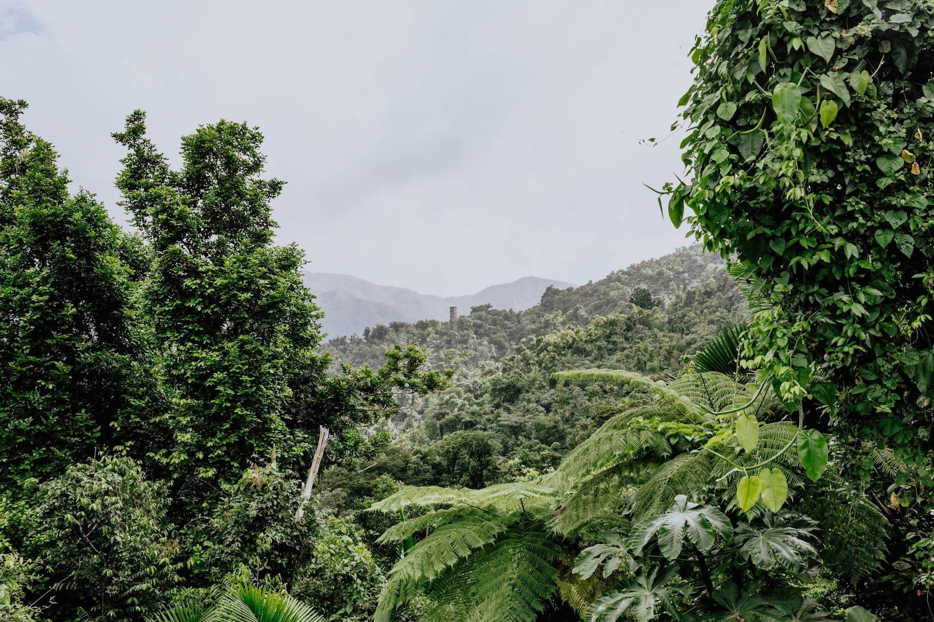 Lush green tropical hillside with dense trees and misty mountains in the background