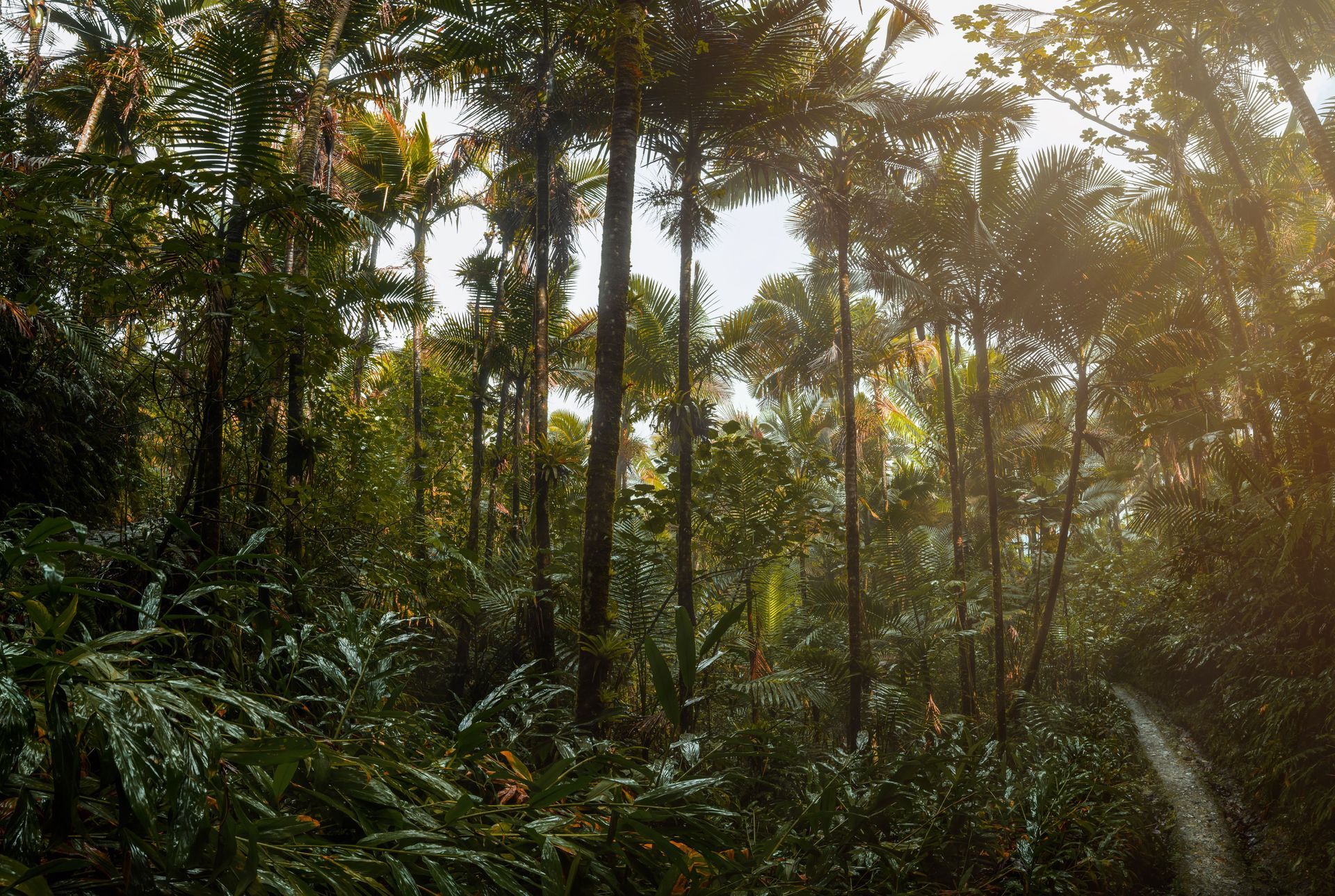 Sunlit tropical rainforest with dense green trees and misty light filtering through the canopy