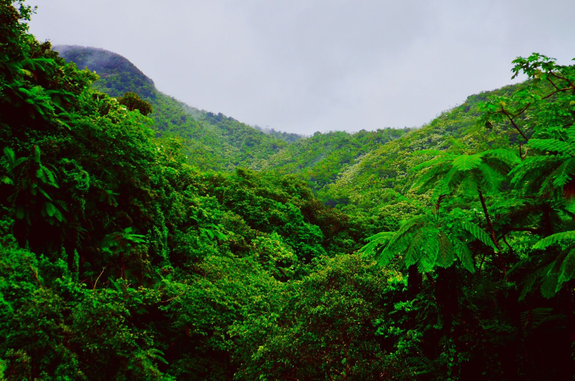 Dense green tropical forest on a lush hillside under a cloudy sky