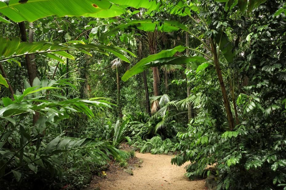 A Dirt Path In The Middle Of A Lush Green Forest — LJ's Technical Services In Cairns, QLD
