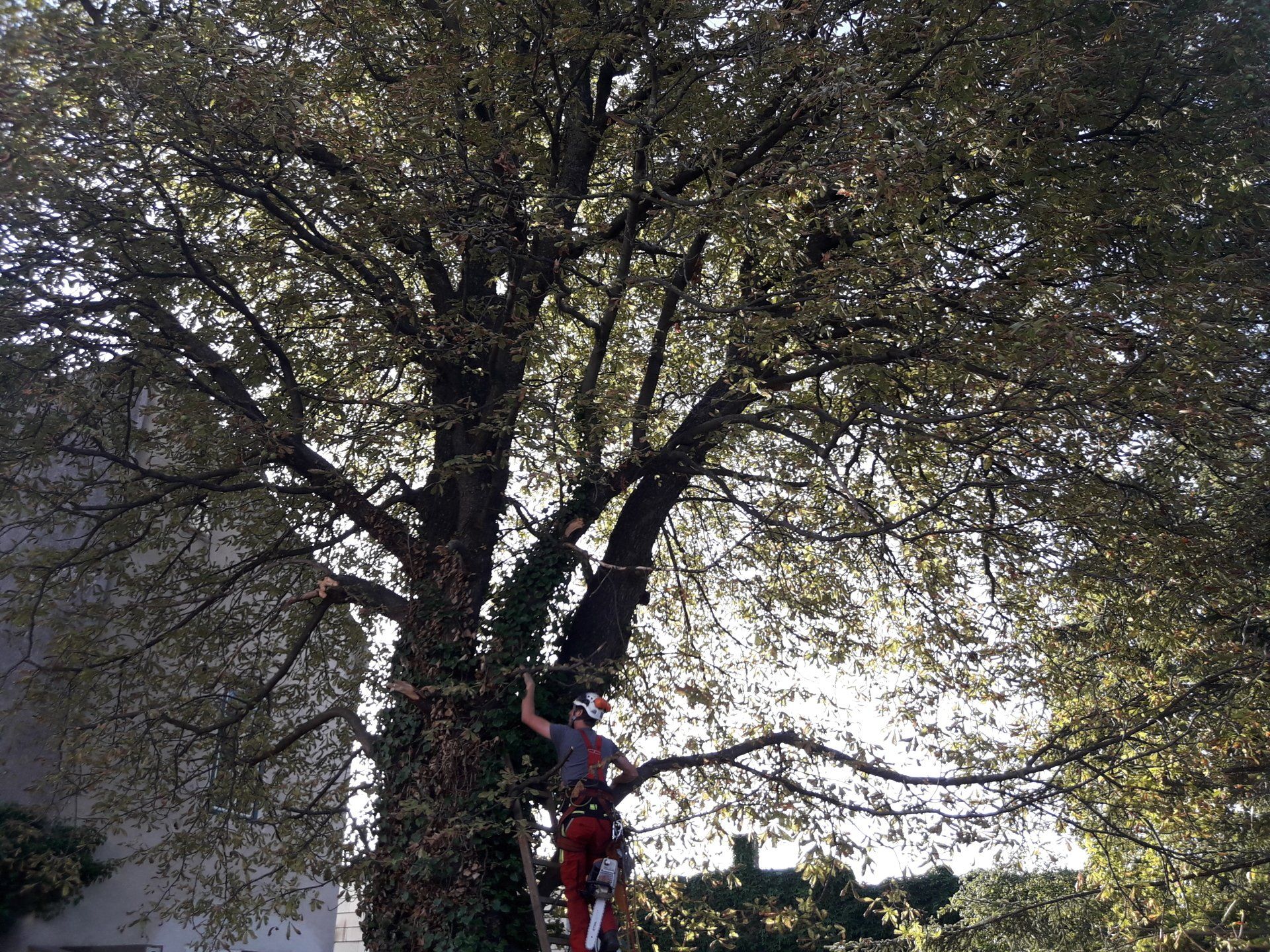 Rodungen & Fällungen