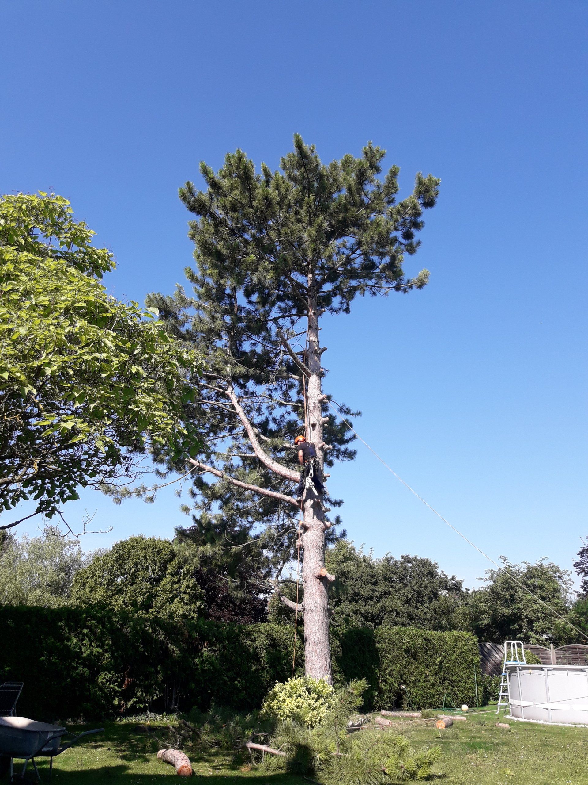 Rodungen & Fällungen