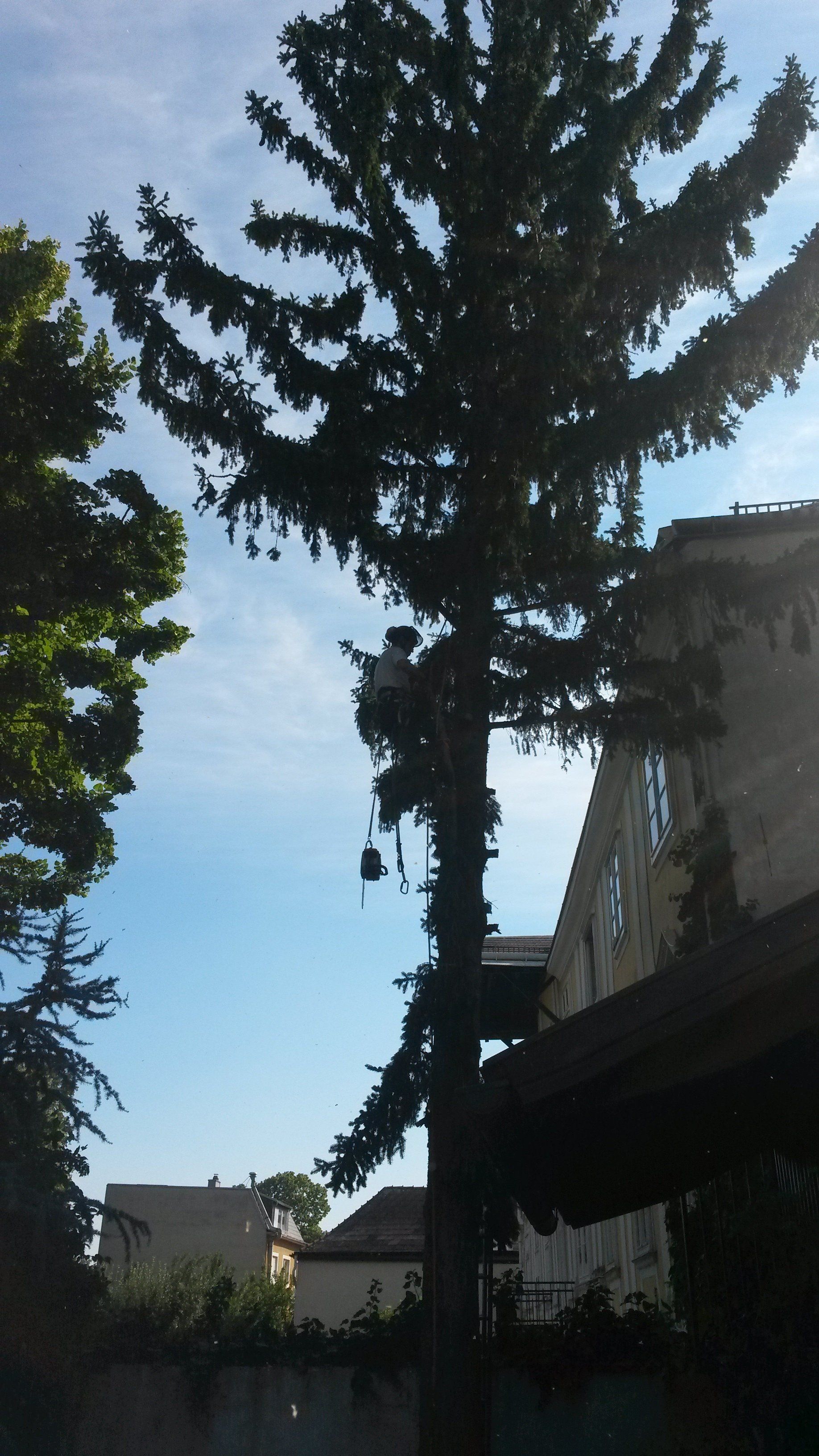 Rodungen & Fällungen