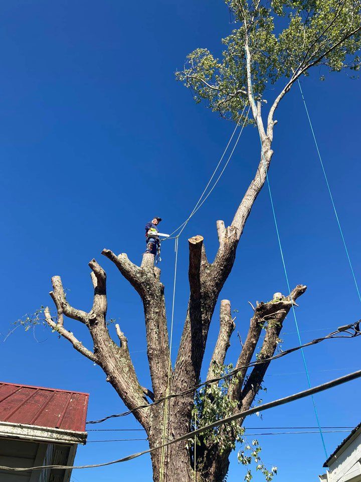 Man On Top Of Tree Holding Chainsaw — London, KY — A1 Nantz & Sons Tree Service