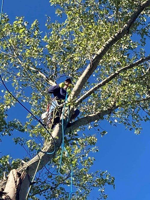 Man Cutting Tree — London, KY — A1 Nantz & Sons Tree Service