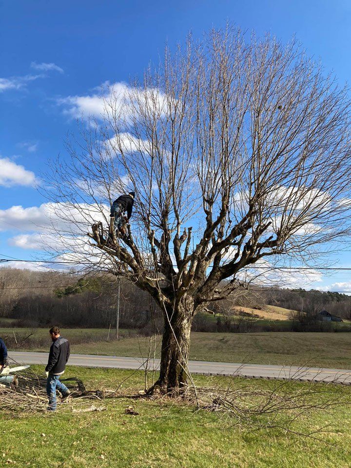 Man On Top Of Tree — London, KY — A1 Nantz & Sons Tree Service