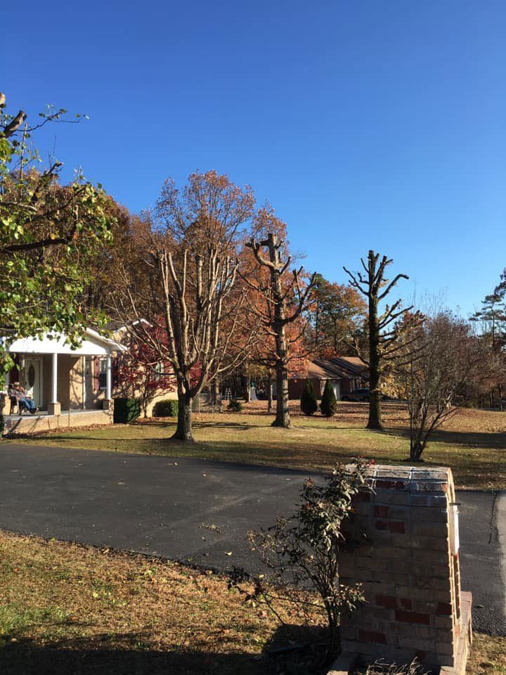 After Cutting Trees — London, KY — A1 Nantz & Sons Tree Service