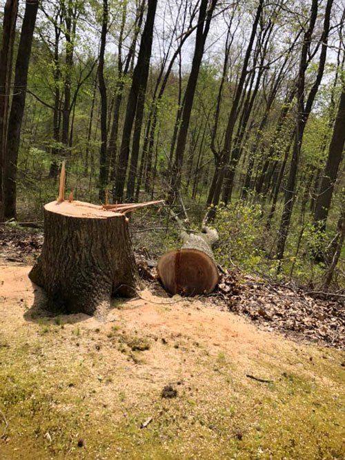 Stump — London, KY — A1 Nantz & Sons Tree Service