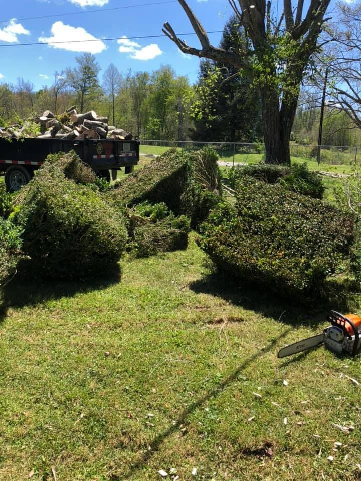 Mossy Tree Trunks — London, KY — A1 Nantz & Sons Tree Service