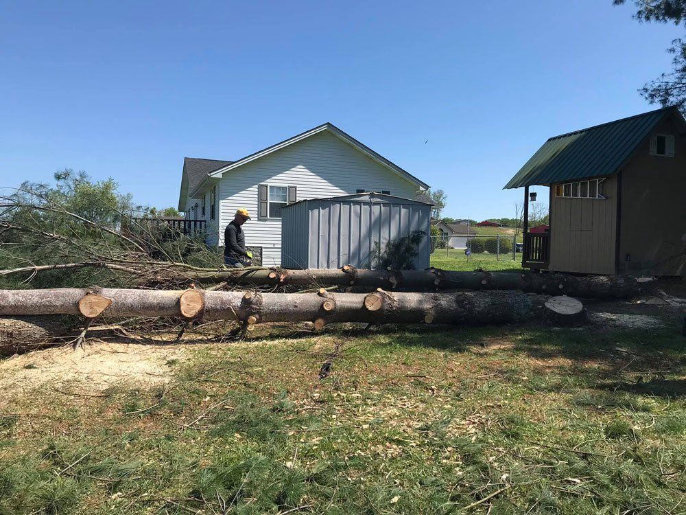 Tree Trunks — London, KY — A1 Nantz & Sons Tree Service