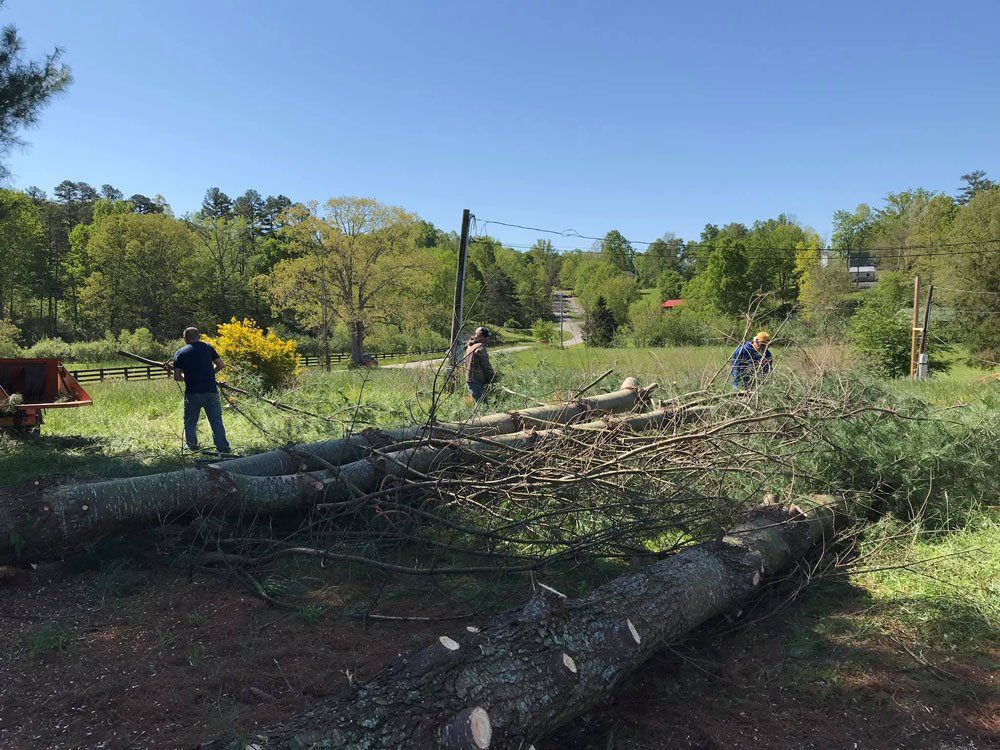 Tree Men Clearing Lot — London, KY — A1 Nantz & Sons Tree Service