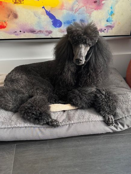 Home | Jupiter Florida | Paloma Standard Poodles
