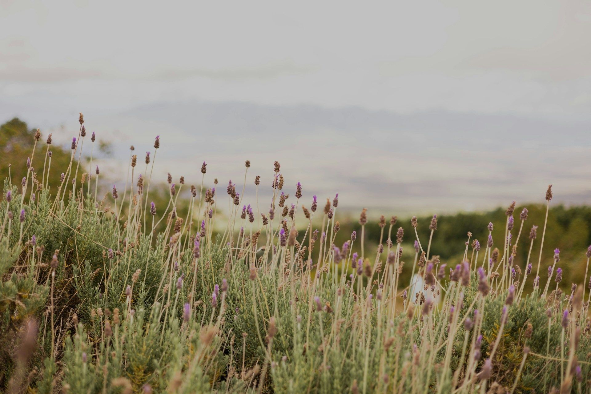 A bunch of blue flowers with green leaves