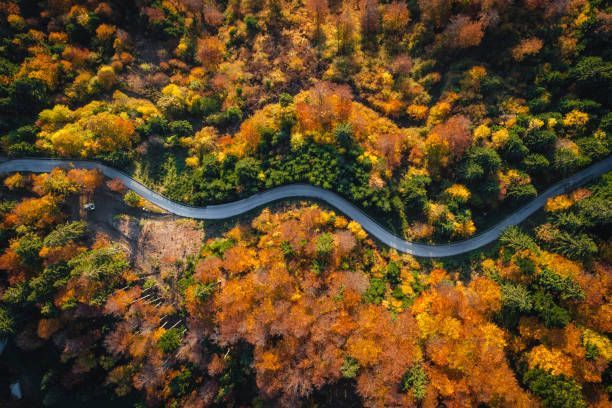 Winding road through autumn forest, vibrant orange and yellow leaves.