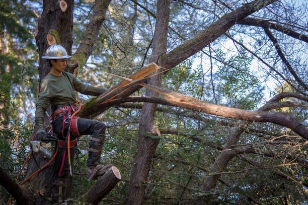 A man is cutting a tree branch