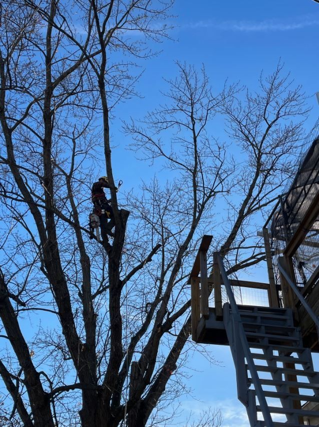 A man is trimming a hedge with a pair of scissors.