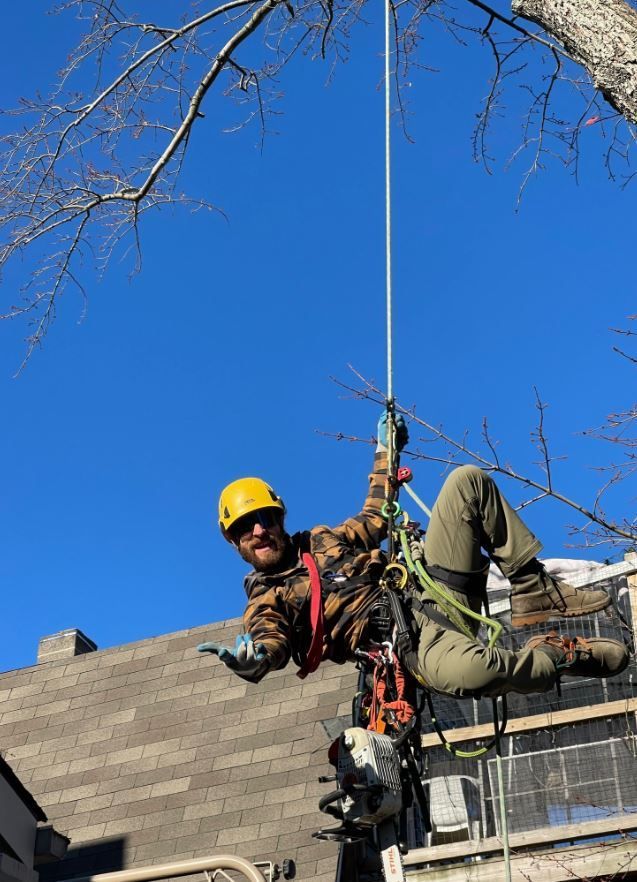 A man is hanging from a rope while climbing a tree.