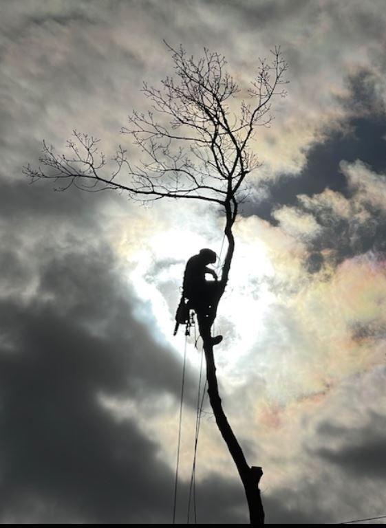 A person is climbing a tree with a rope attached to it.
