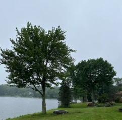 Trees on a grassy bank next to a lake under an overcast sky.