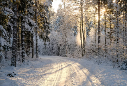 Snow-covered forest road with sun shining through trees, creating shadows and a bright atmosphere.