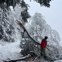 A man is standing next to a fallen tree on a snowy road.