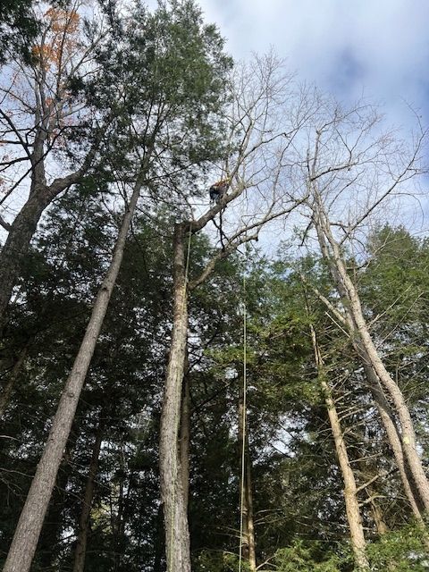 A man is climbing a tree in the woods.