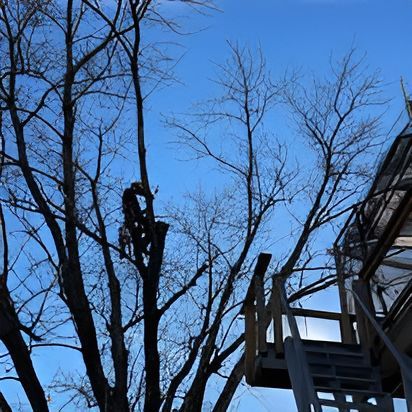 A man is climbing a tree next to a staircase