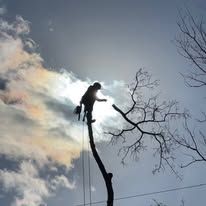 A man is standing on top of a tree branch.