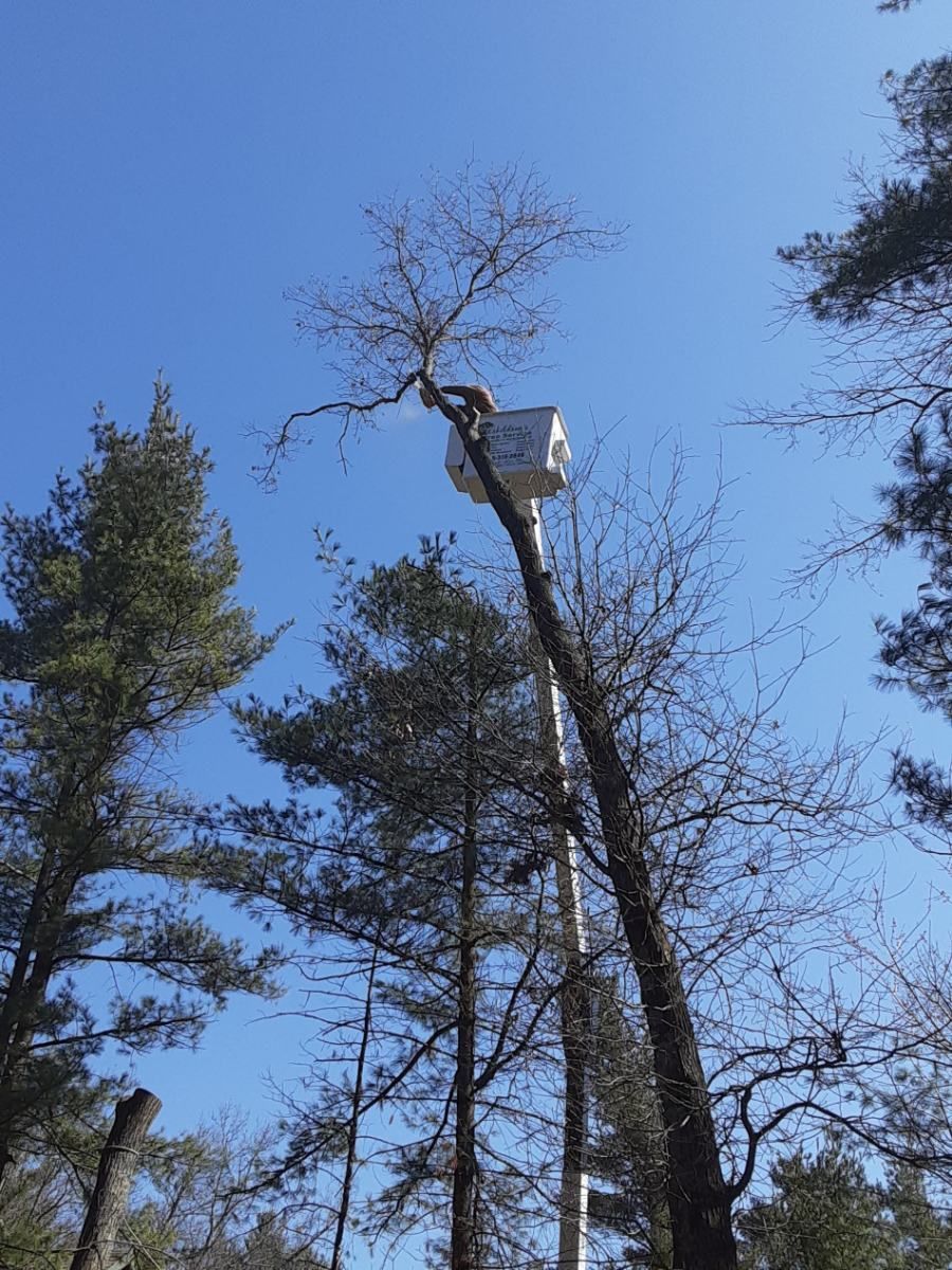 Man In Tree | Preston, WI | Eskildsen's Tree Service & Property Maintenance
