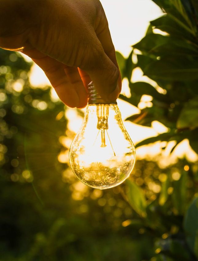 A person is holding a light bulb in their hand in front of a tree.