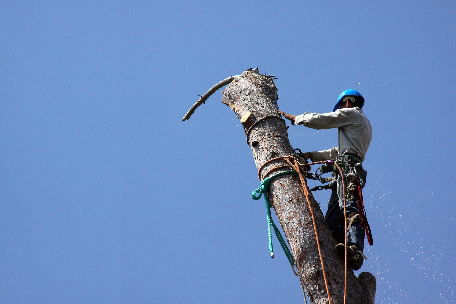 A man is cutting a tree with a chainsaw.