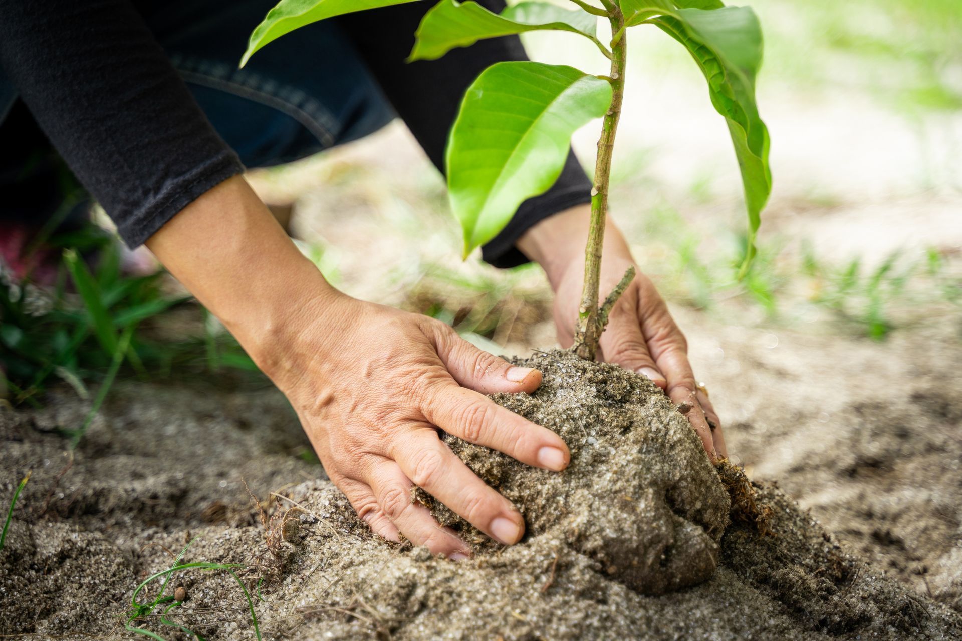 A person is planting a small tree in the dirt.