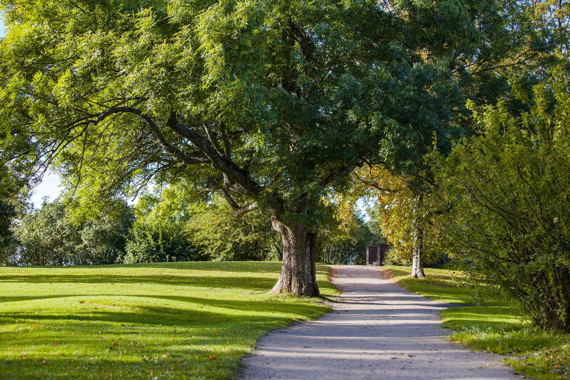 A path in a park surrounded by trees and grass.