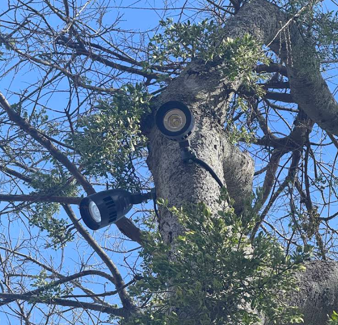 Tree trunk with security camera and spotlight attached.