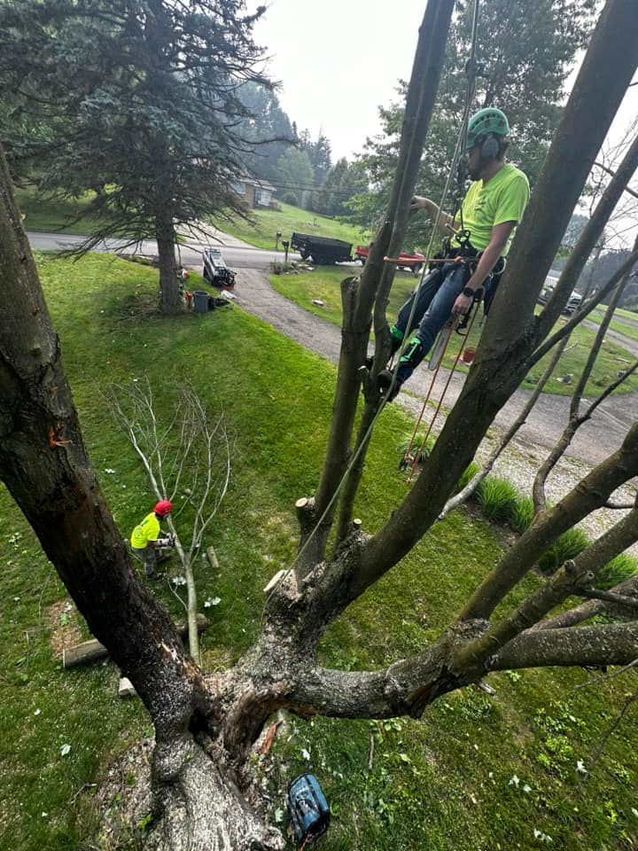 Emergency Tree Service Pittsburgh